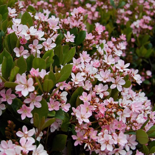 香草屋粉团石斑木车轮梅多年生耐寒耐热庭院花镜常绿盆栽花卉植物