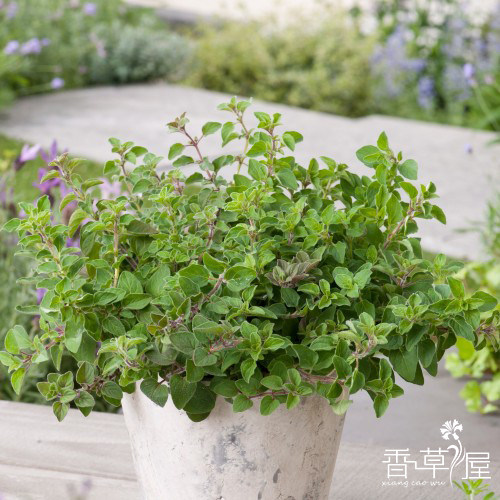 香草屋 食用甜牛至 希腊牛至 红花牛至 西餐料理 香草盆栽植物