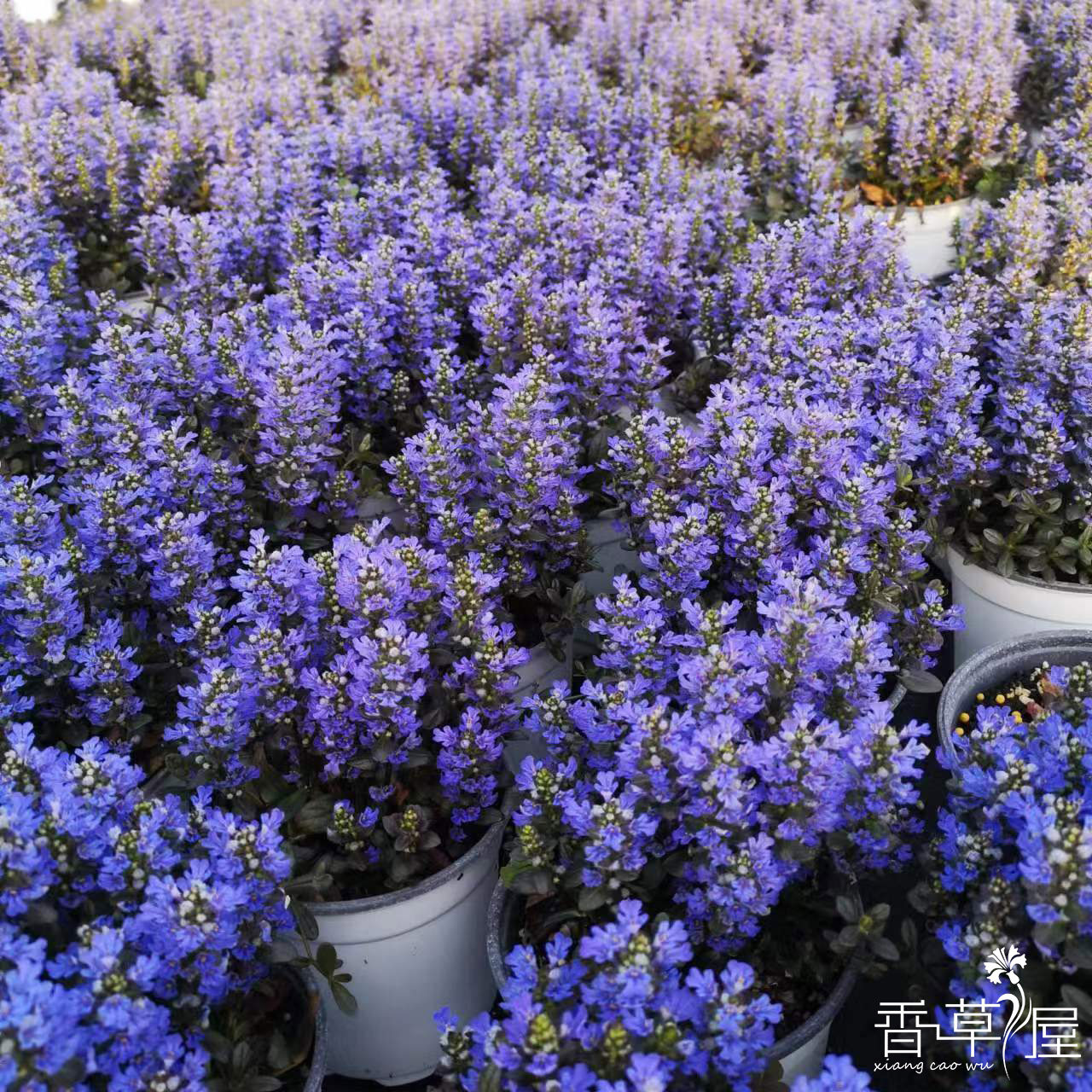 日本山野草 姬十二单 "巧克力芯片 多年生耐寒耐热庭院 盆栽植物