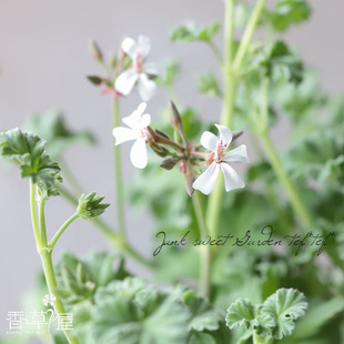 苹果天竺葵 Apple Scented Geranium 芳香植物香草苗 可食用