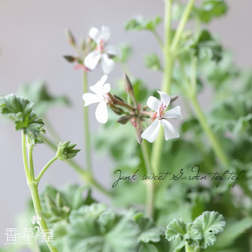 天竺葵可食用芳香植物