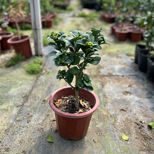 金华佛手盆栽佛手柑千指佛手带花苞小果盆景带果佛手树盆栽花卉