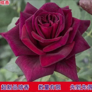 暗香月季小苗升级版黑巴克法国梅昂家推出超新品浓香型月季玫瑰