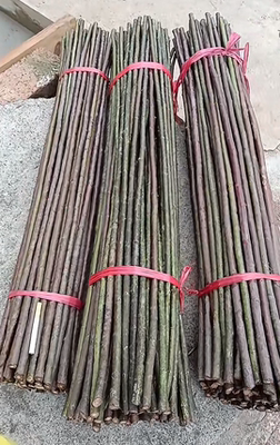 无刺蔷薇杆 k2蔷薇 绿竹蔷薇 九叶速生蔷薇 嫁接月季玫瑰专用砧木