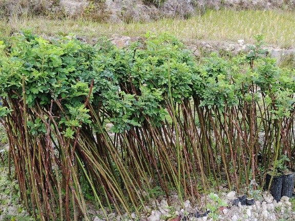 带根蔷薇杆k2蔷薇绿竹蔷薇无刺蔷薇嫁接月季玫瑰专用砧木六棵包邮