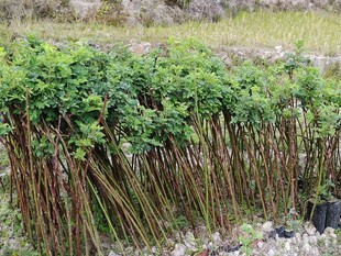 带根蔷薇杆k2蔷薇绿竹蔷薇无刺蔷薇嫁接月季玫瑰专用砧木六棵包邮