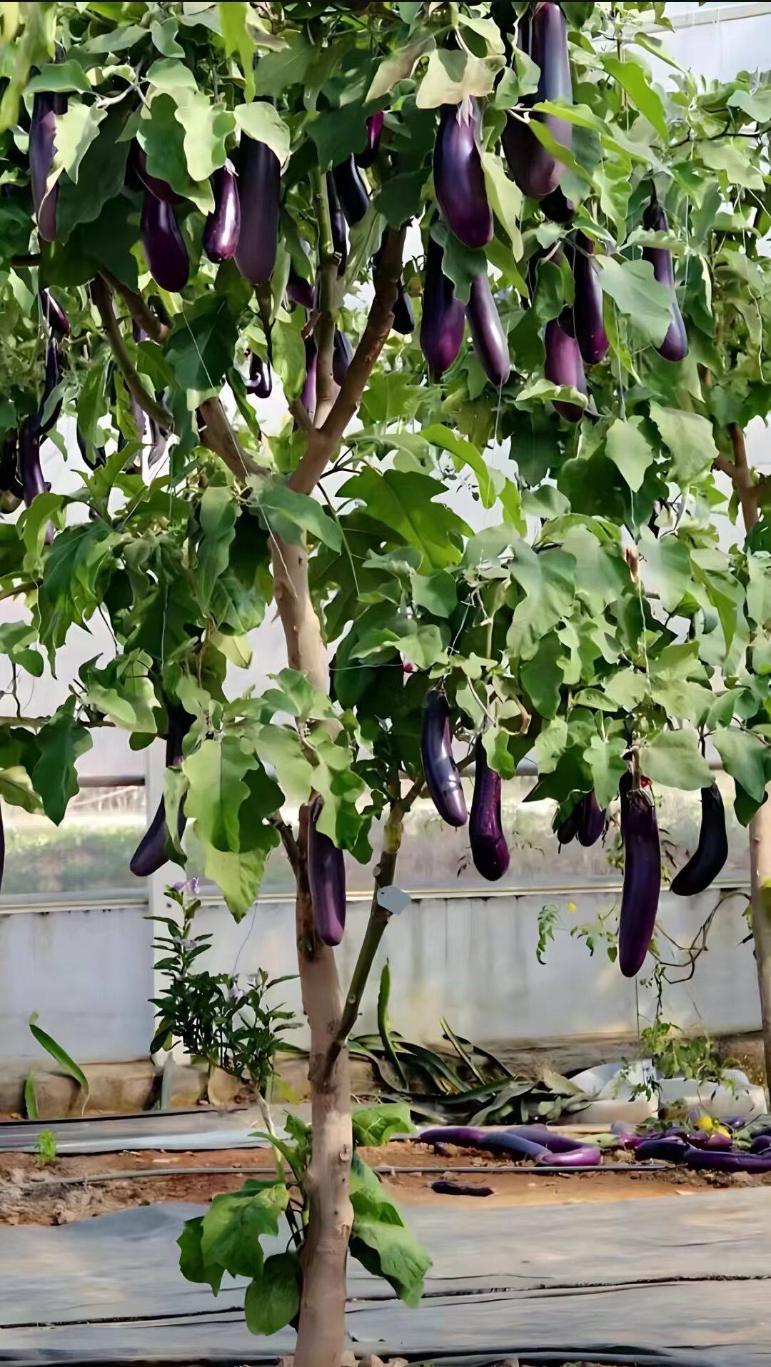 托鲁巴姆树 嫁接茄子 西红柿 辣椒 人参果专用砧木