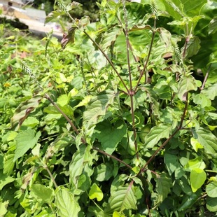 野生土牛膝草种子倒扣草倒钩草粗毛牛膝鸡掇鼻鸡骨癀草本植物种籽