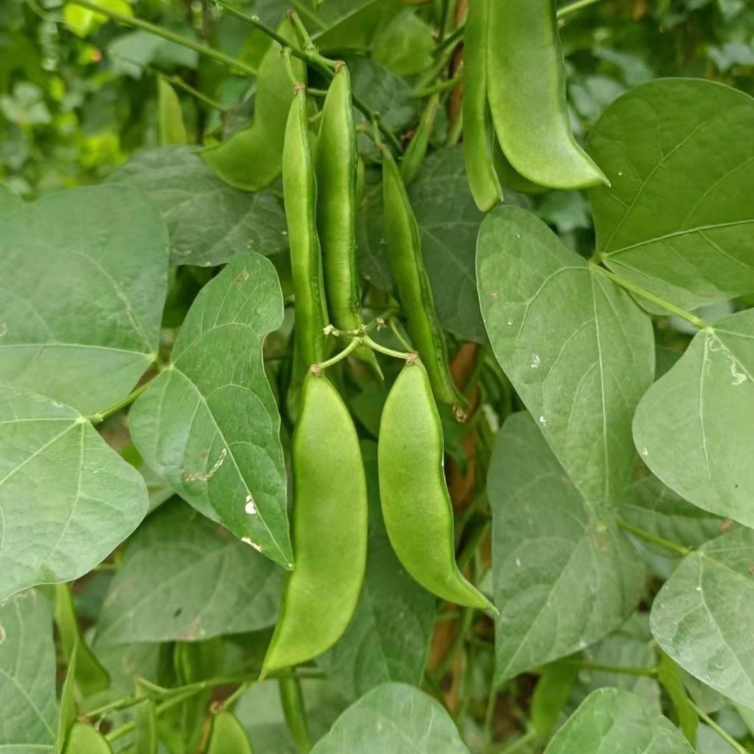 白玉豆种子农家洋扁豆白玉豆白芸豆角春季简单易播种豆角蔬菜种籽