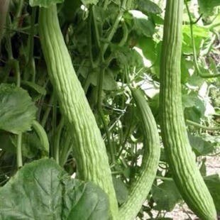 菜黄瓜种子阳台盆栽亚美尼亚传家宝水果旱黄瓜耐高温高产蔬菜种籽