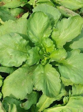 虎耳板叶茼蒿种子清香桐花菜大叶蓬蒿菜耐寒大田皇帝菜火锅蔬菜籽