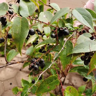 野生透骨香种子满山香万里香中草药材九里香芳香草满天香透骨消籽