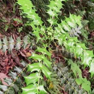 十大功劳种子中药材功劳木土黄连土黄柏刺黄连多年生灌木树种籽