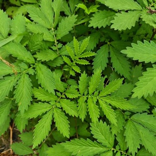野生仙鹤草种子瓜香草子母草蛇疙瘩父子草龙芽草脱力草植物种籽