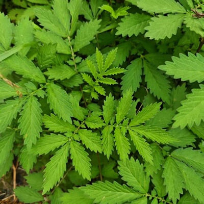 野生仙鹤草种子瓜香草子母草蛇疙瘩父子草龙芽草脱力草植物种籽