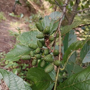 桤木种子果实水冬瓜果水杨子五陪子水青风果青木树多年生乔木种籽