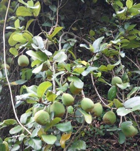 冰粉果种子爱玉木莲果薛荔果薜荔络石藤多年生爬墙爬树绿植果种籽