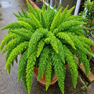 狐尾天门冬种子盆栽苗室内观赏绿植好养易活地栽观叶植物四季常绿