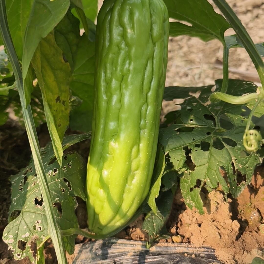 正宗大肉苦瓜种子农家蔬菜油绿凉瓜奶茶苦瓜春季简单易播种蔬果籽