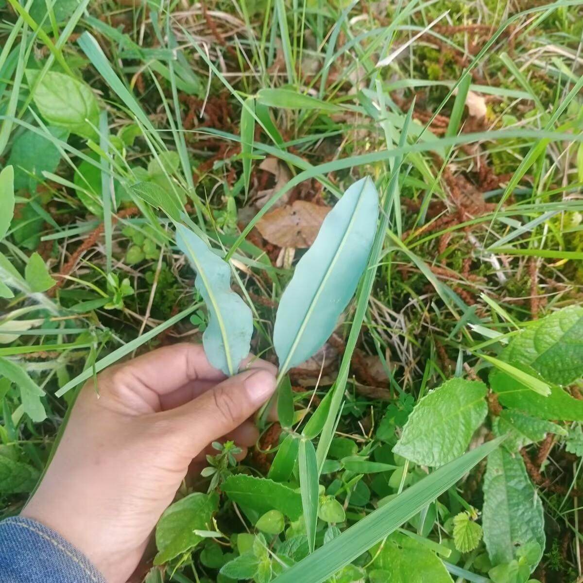 地马蜂种子野生拳参涩疙瘩 鸢头鸡地蜂子中草药多年生草本植物籽
