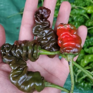 小纽纽辣椒种子 春播常规小皱皮辣椒籽味香辣口感好炒菌子蔬菜籽