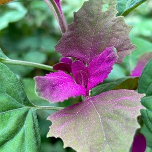 野生灰灰菜种子药食同源灰条菜落藜胭脂菜灰藜灰蓼头草灰条菜种籽