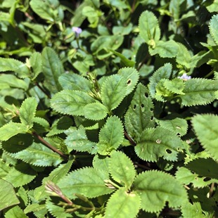 野生旱田草种子鸭嘴癀正宗定经草锯齿草鸭嘴癀蜈蚣草田素馨花边草