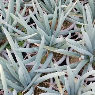 紫皮天葱种子苏北楼葱天葱龙爪葱越冬春化羊角葱万年葱观音葱风葱