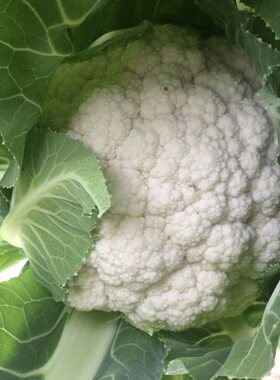 白花菜种子老品种花椰菜农家自种白菜花蔬菜火锅食材春秋季易播种