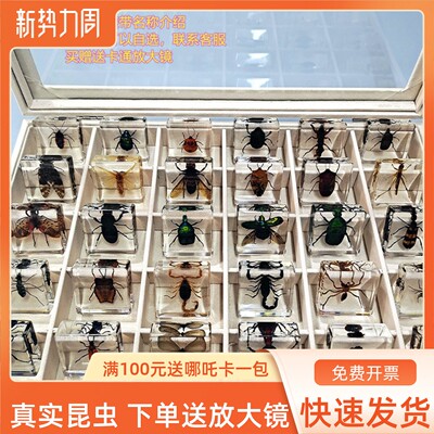 真实小动物昆虫标本教学儿童礼物