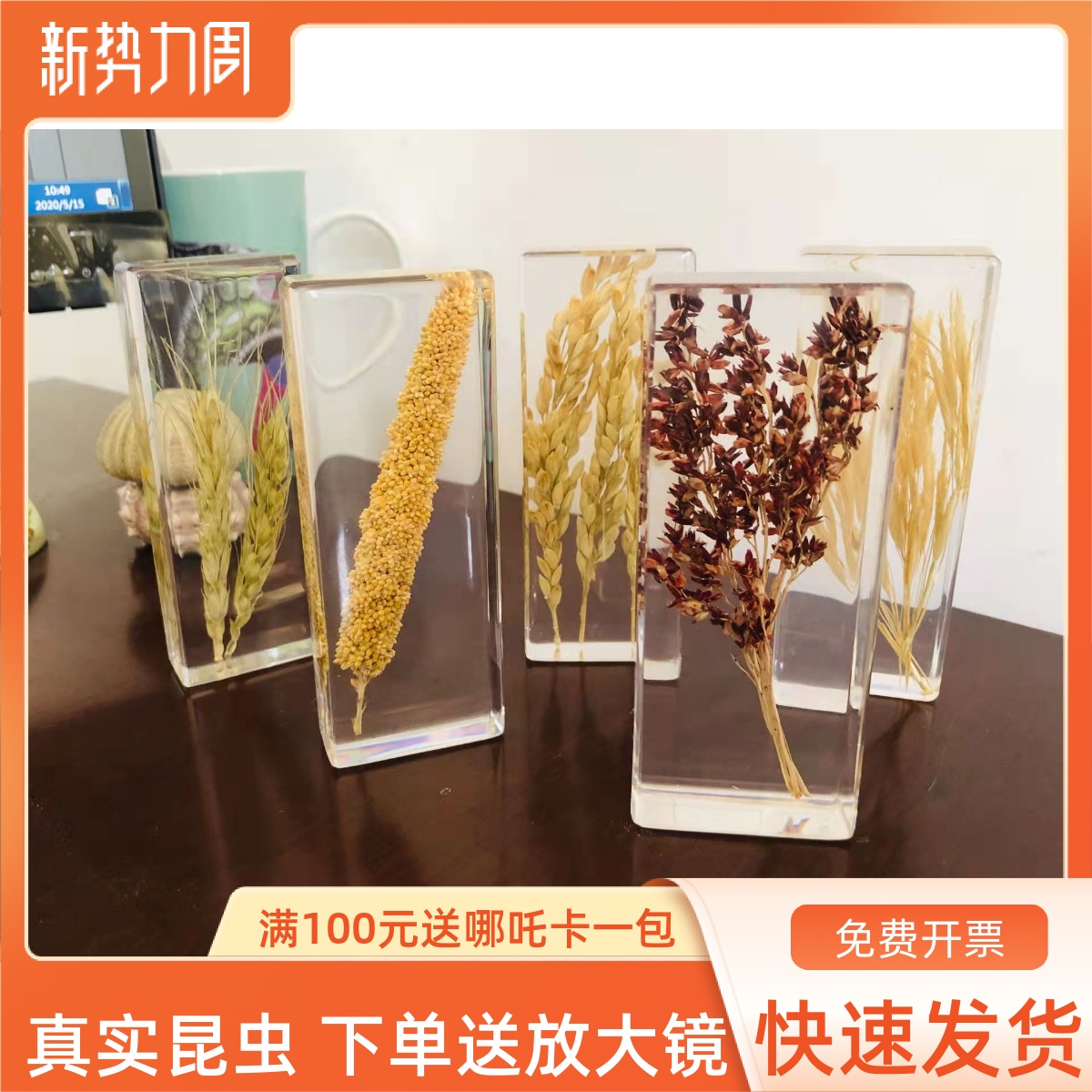 精美新款简约真实原叶植物标本玫瑰枫叶菊千日红草乌蕨叶各种菊花