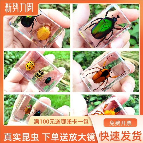 真实昆虫标本树脂摆件