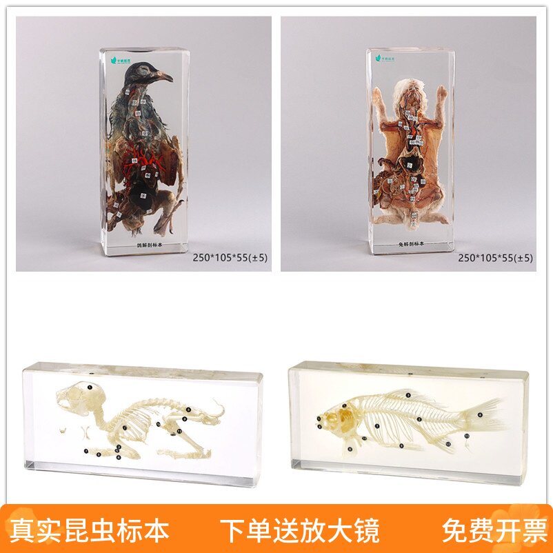 解剖生物动物标本科普教学中小学