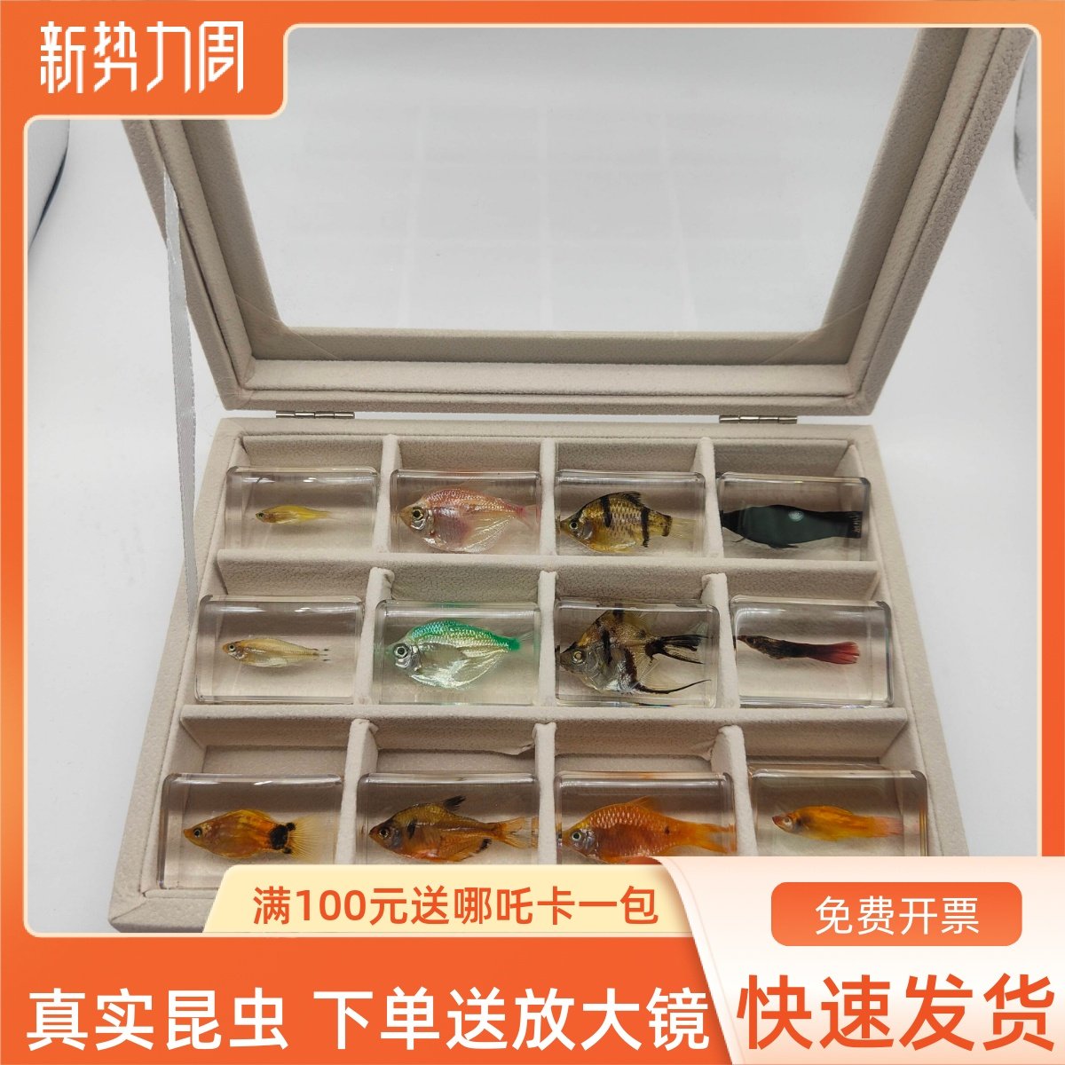 海洋生物树脂鱼类章鱼乌贼寄居蟹虾螃蟹海星章鱼乌龟蜻蜓标本