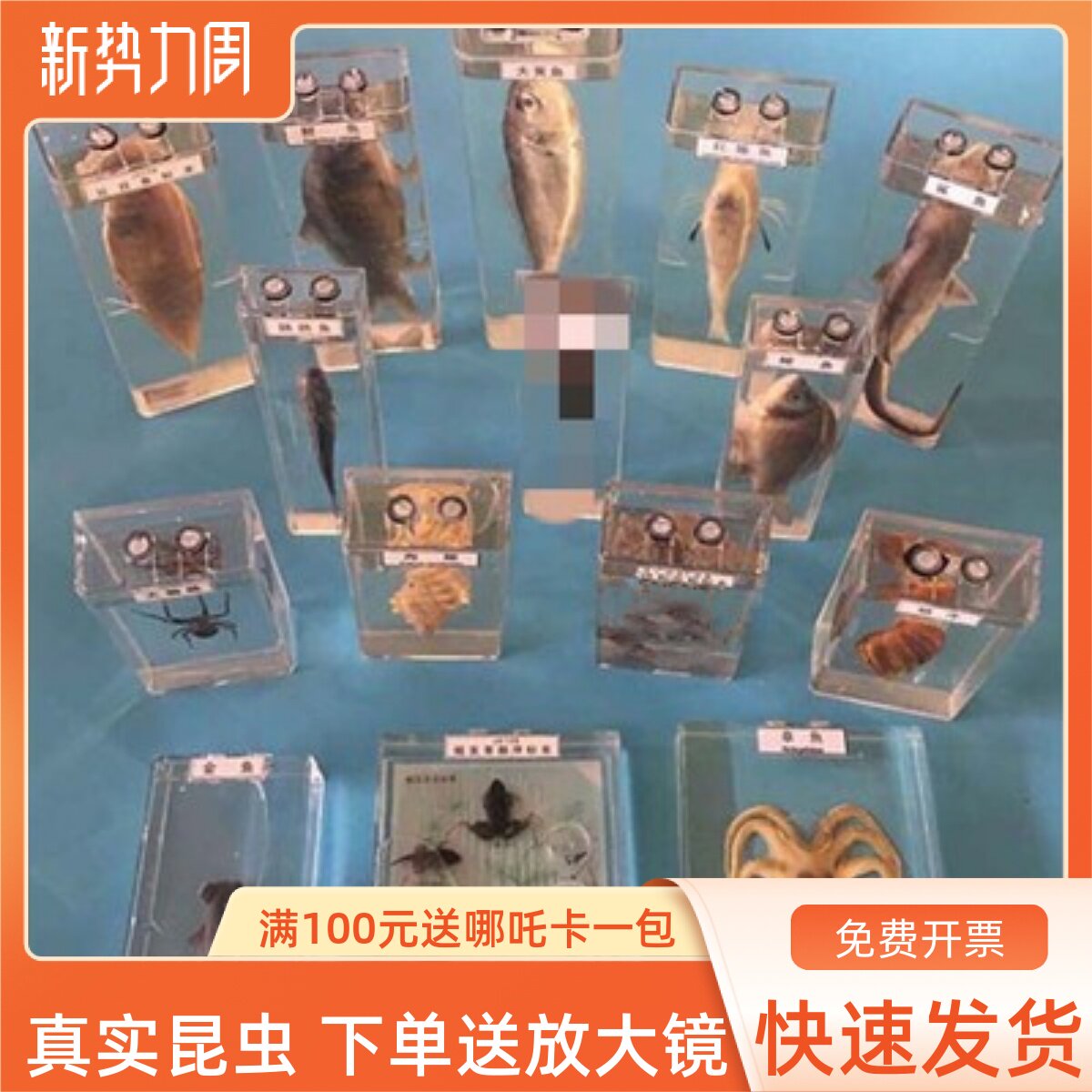 真实动物标本盒海洋生物鲨鱼鲫鱼海螺蜗牛螃蟹虾蜘蛛蛙的发育浸制