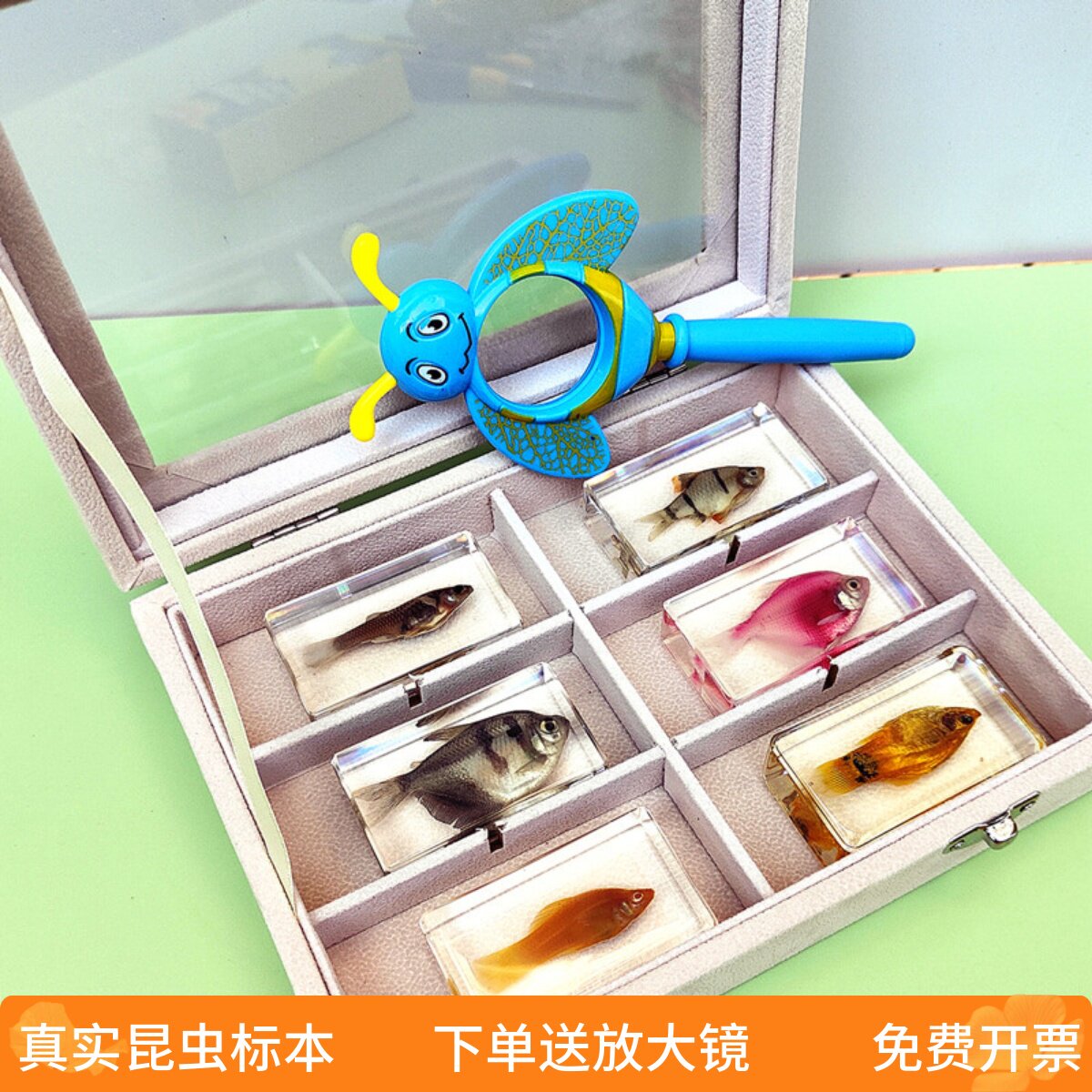 动物标本树脂标本4m教学鱼类螃蟹