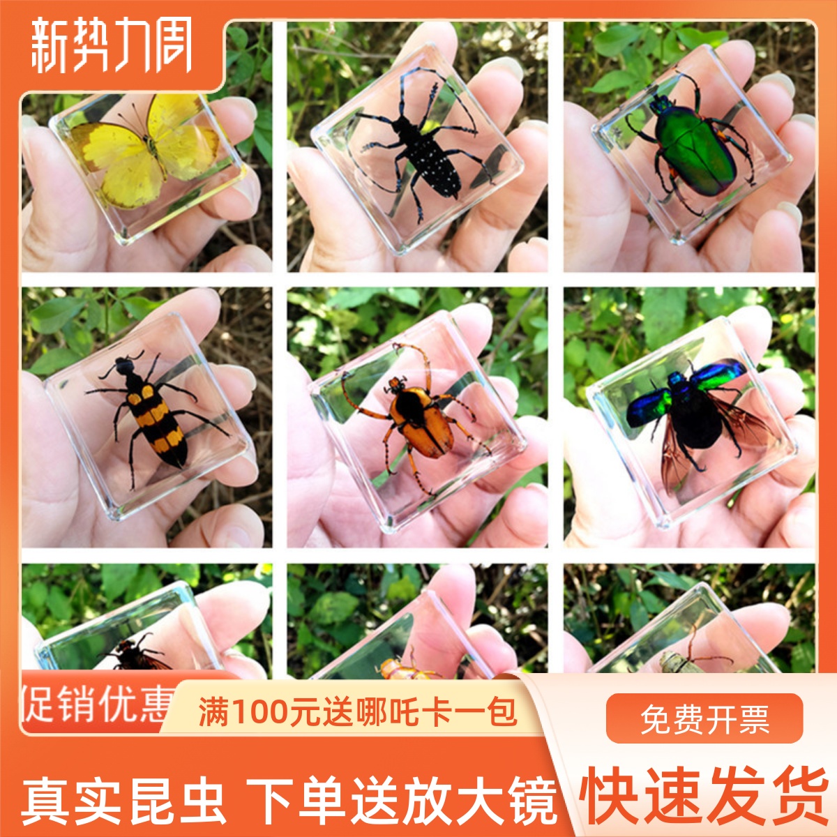 幼儿园科普昆虫标本真虫树脂螳螂蜈蚣蜻蜓蝴蝶蝎子海洋生物礼盒