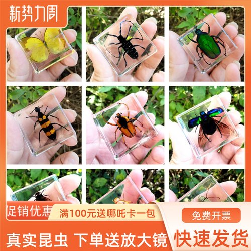 螳螂蜻蜓蝎子树脂昆虫