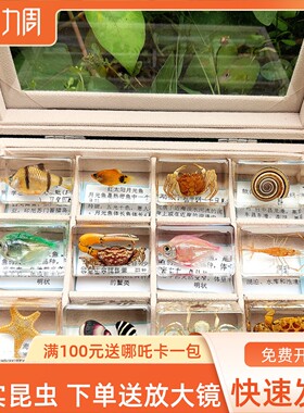 真实海洋生物标本章鱼海星乌龟河虾乌贼小龙虾寄居蟹螃蟹神仙鱼等