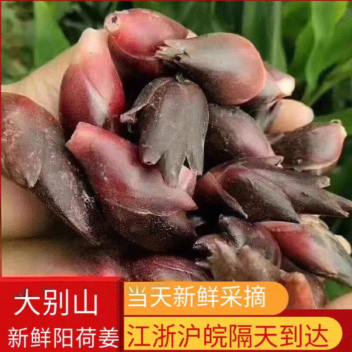 阳荷姜新鲜蔬菜洋荷姜笋蘘荷茗荷阳霍日式料理店野菜杨荷应季时疏