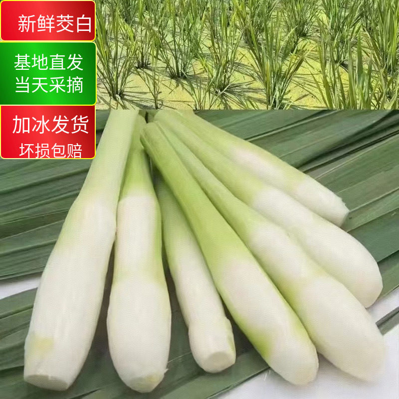 新鲜茭白蔬菜现摘现发