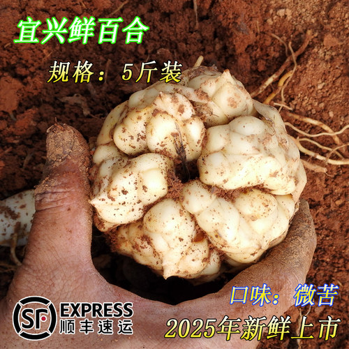 2025年现挖新鲜宜兴大百合顺丰