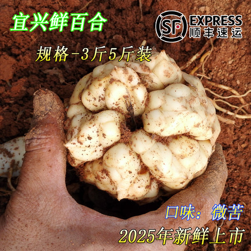 2025年现挖宜兴新鲜大百合顺丰