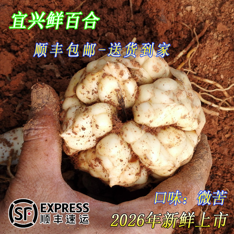 2026年现挖宜兴新鲜百合顺丰包邮食用5斤3斤2斤1斤可晒干微苦