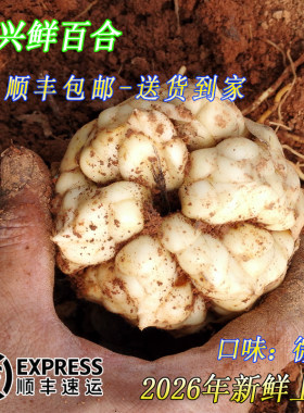 2026年宜兴大百合新鲜上市