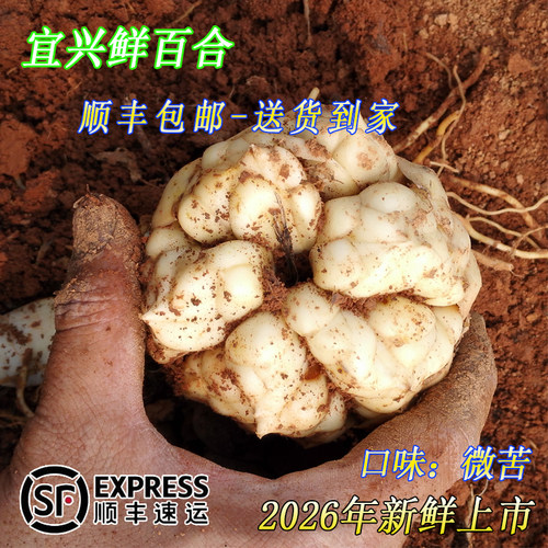 2026年宜兴大百合新鲜上市