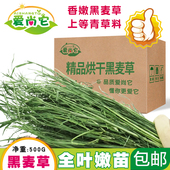 2025烘干黑麦草嫩苗叶多香绿粗纤维磨牙兔子龙猫豚鼠宠物干草500g
