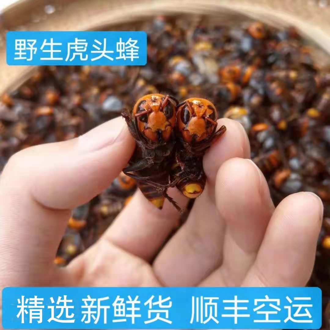新鲜活蜂金环大虎头蜂马蜂胜黑尾马蜂金盾胡蜂黄蜂1000克泡酒活蜂