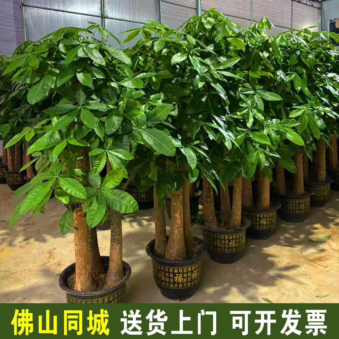佛山同城发财树金钱树开业乔迁室内大型绿植禅城南海顺德三水高明