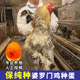 婆罗门鸡种蛋受精蛋可孵化小鸡巨型梵天鸡观赏婆罗门纯种脱温活苗